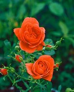 MINI METRO (miniature)